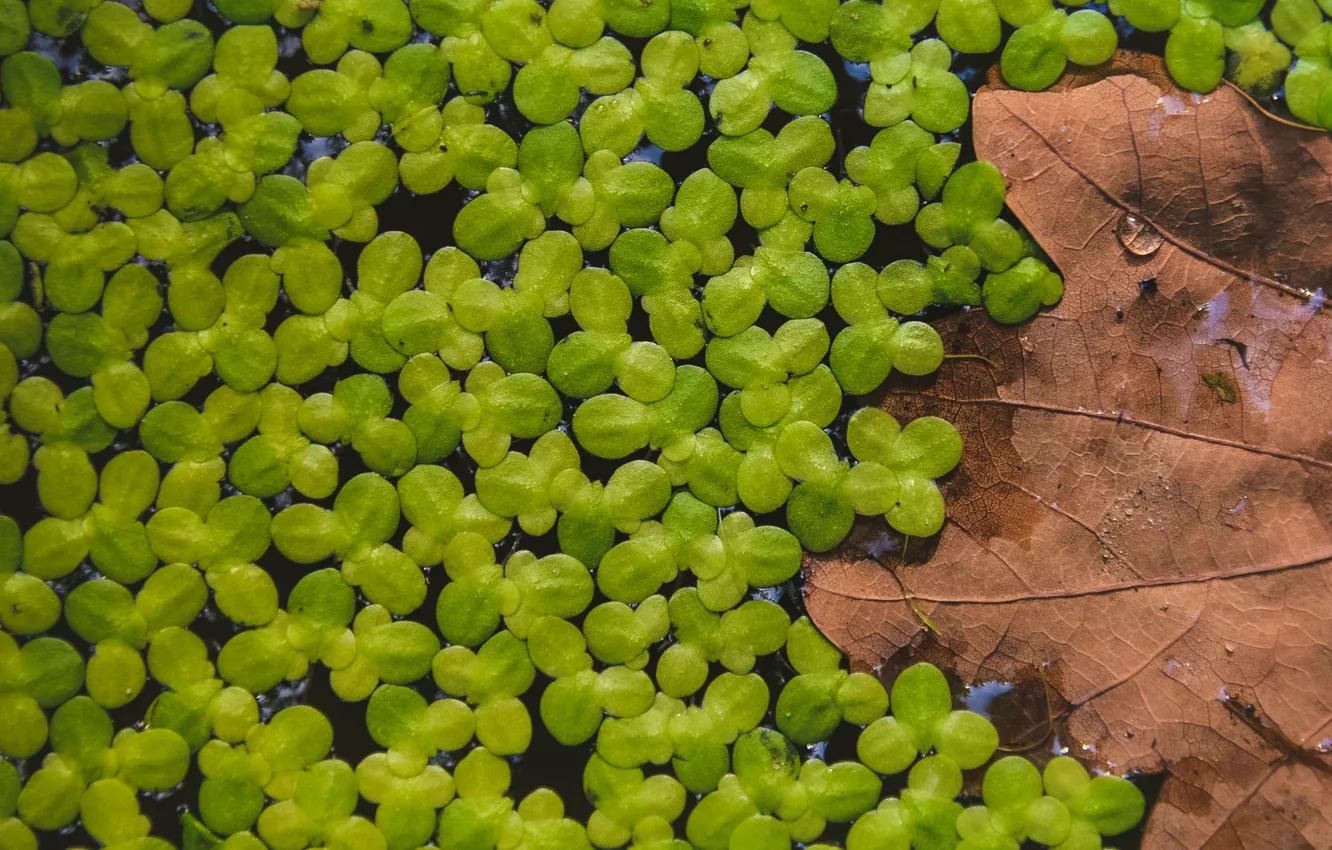 Photo wallpaper greens, leaves, pond