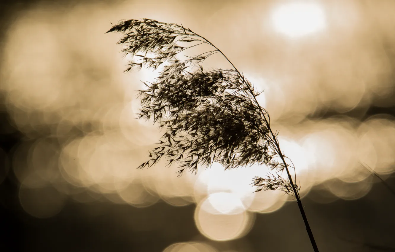 Photo wallpaper macro, bokeh, dry grass, counter light
