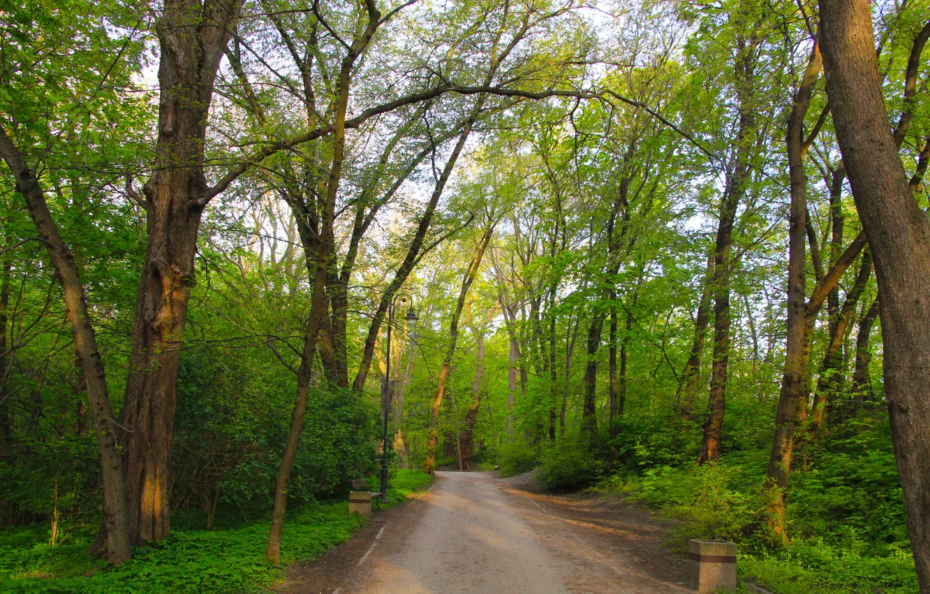 Photo wallpaper trees, park, alley