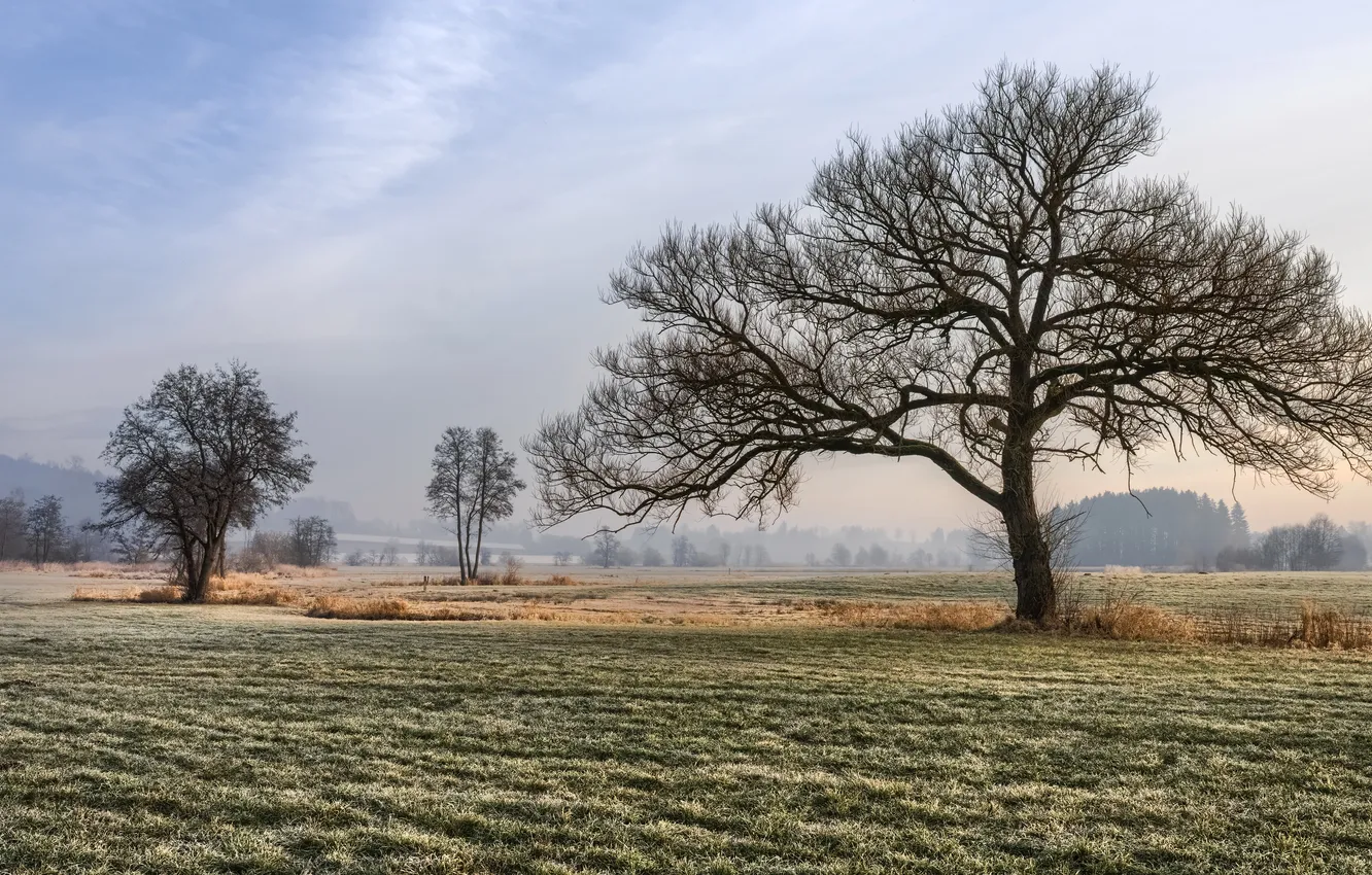 Photo wallpaper field, trees, nature