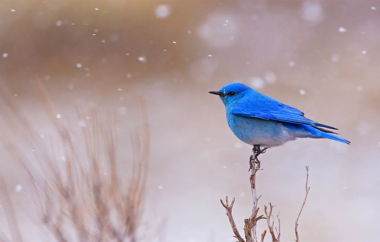 Photo wallpaper bird, male, Blue sialia