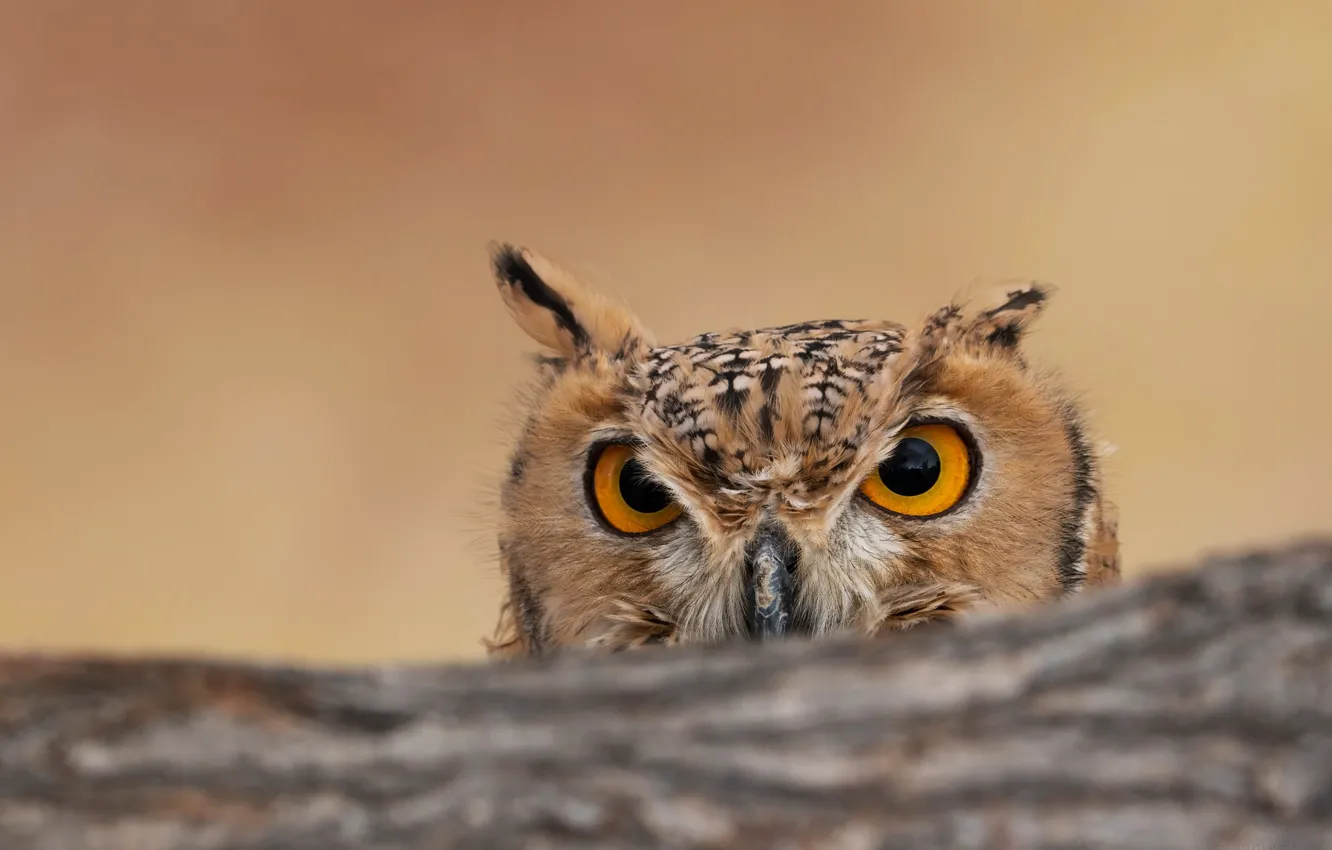 Photo wallpaper background, owl, bird, bokeh, Peeps