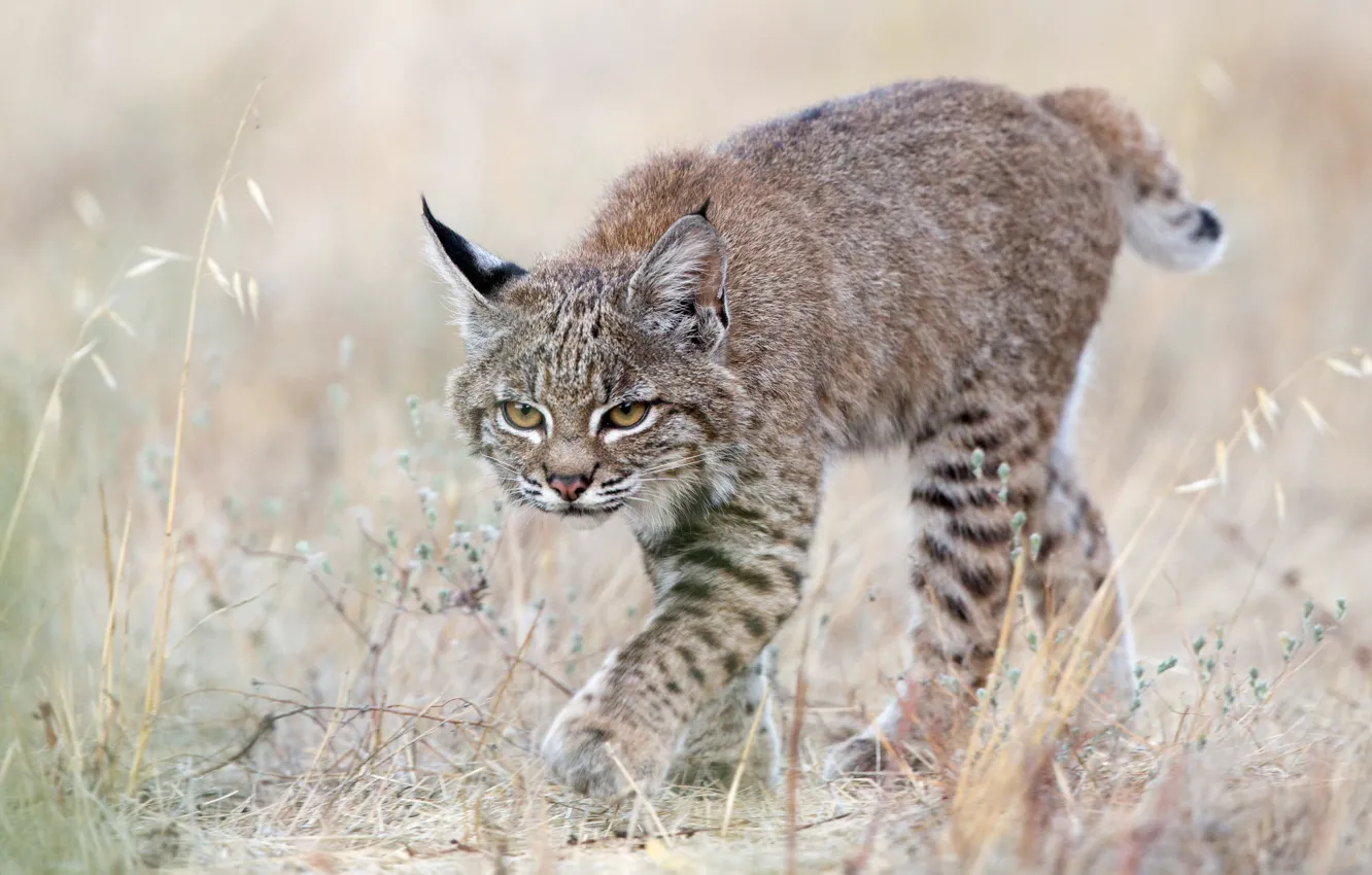 Photo wallpaper grass, cub, kitty, lynx, wild cat