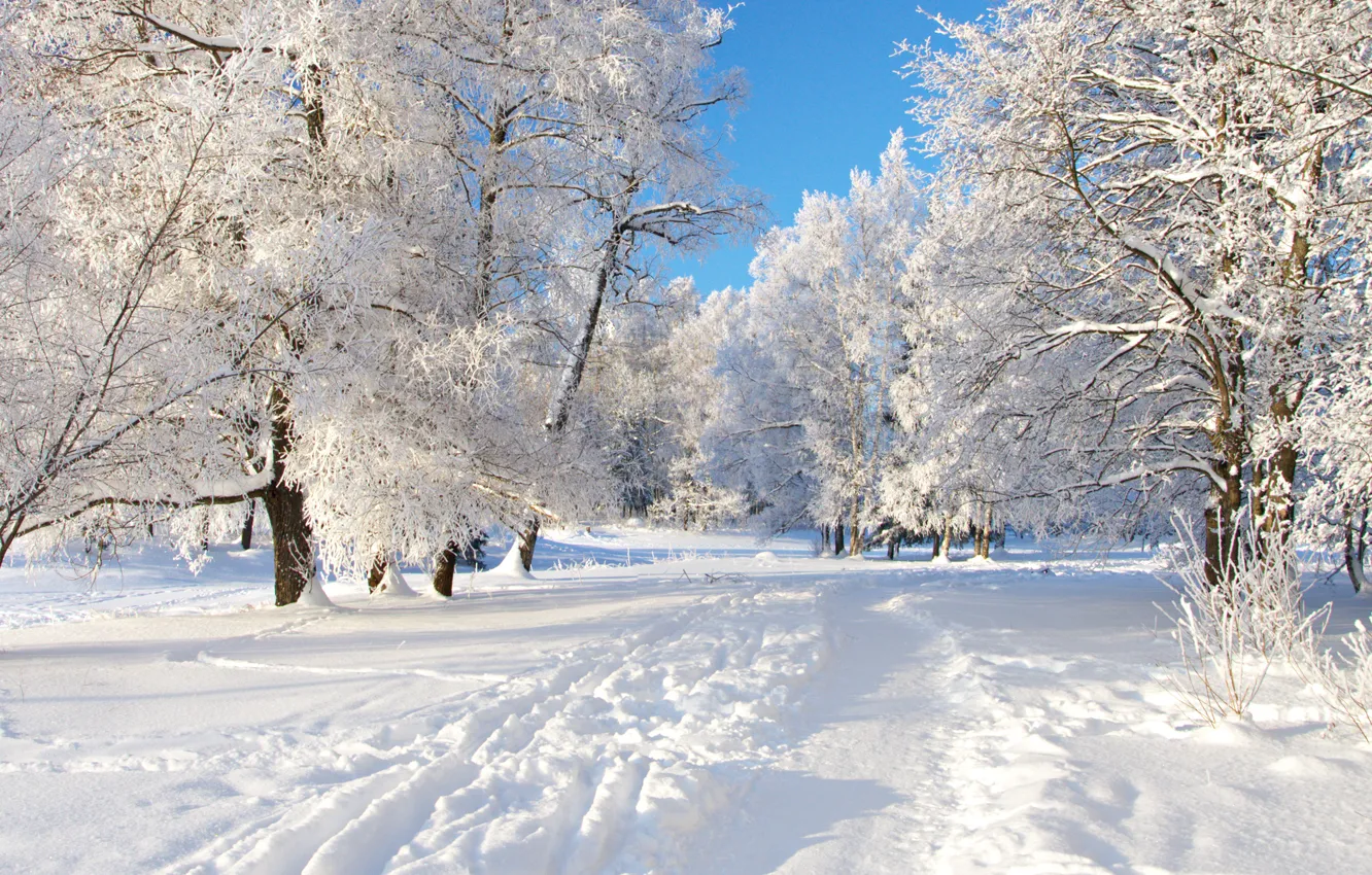 Photo wallpaper snow, trees, track