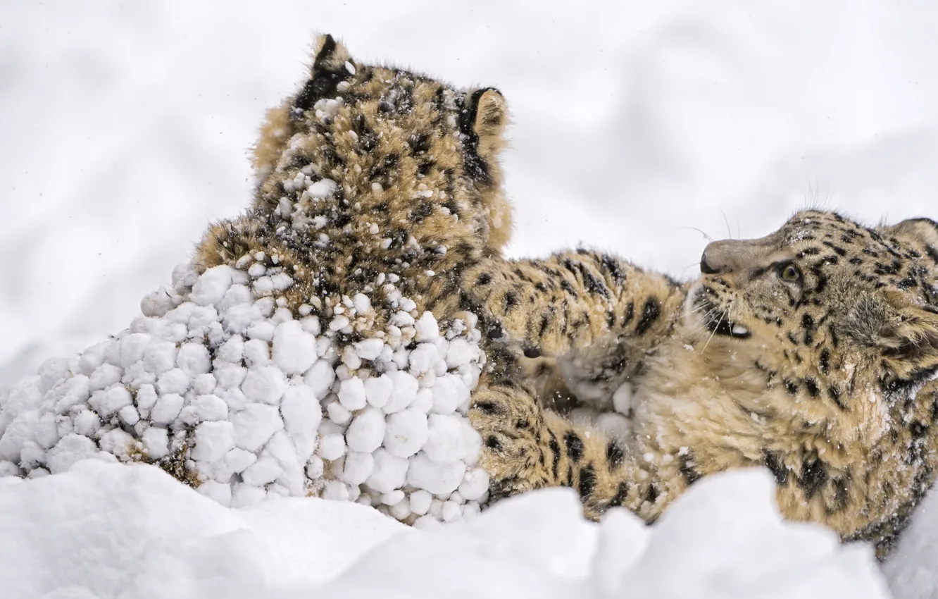 Photo wallpaper snow, the game, predators, fight, family, wild cats, a couple, snow leopards
