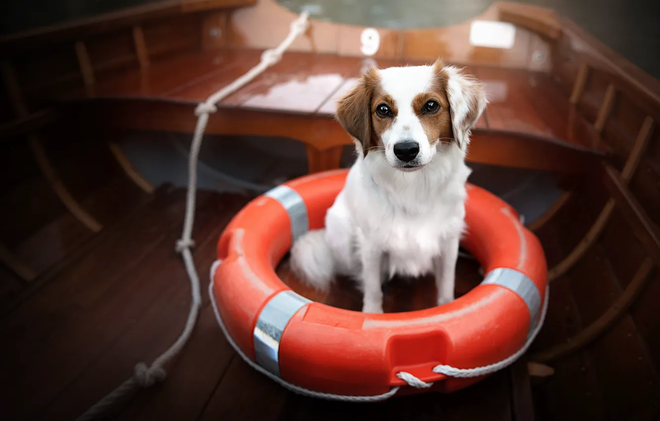 Photo wallpaper boat, dog, lifeline
