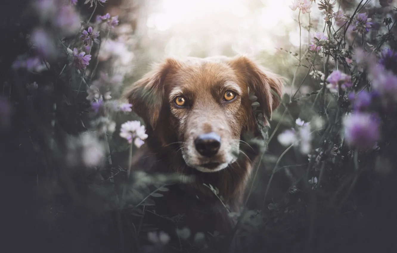 Photo wallpaper summer, grass, look, face, flowers, glade, portrait, dog