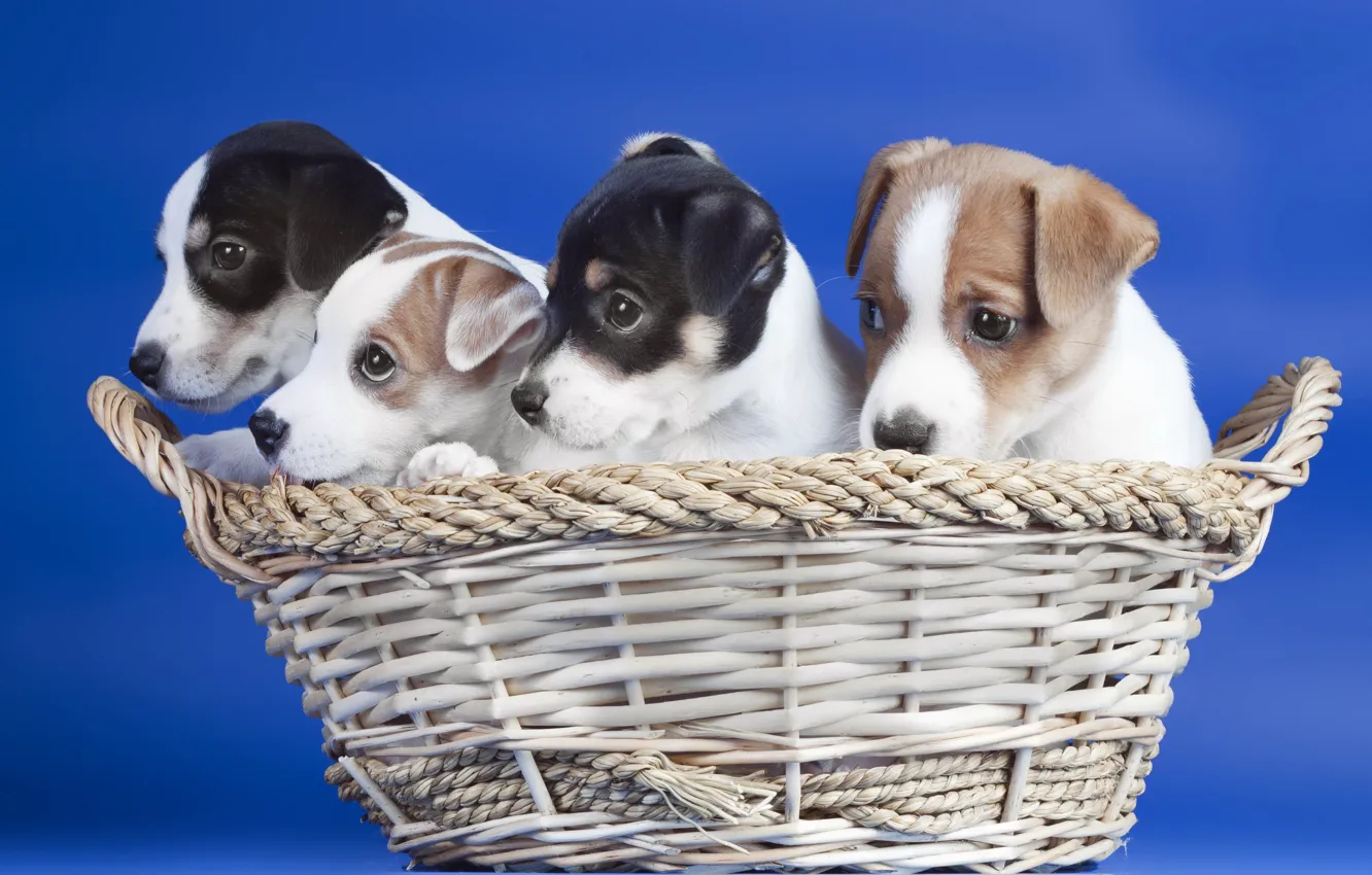 Photo wallpaper dogs, basket, puppies