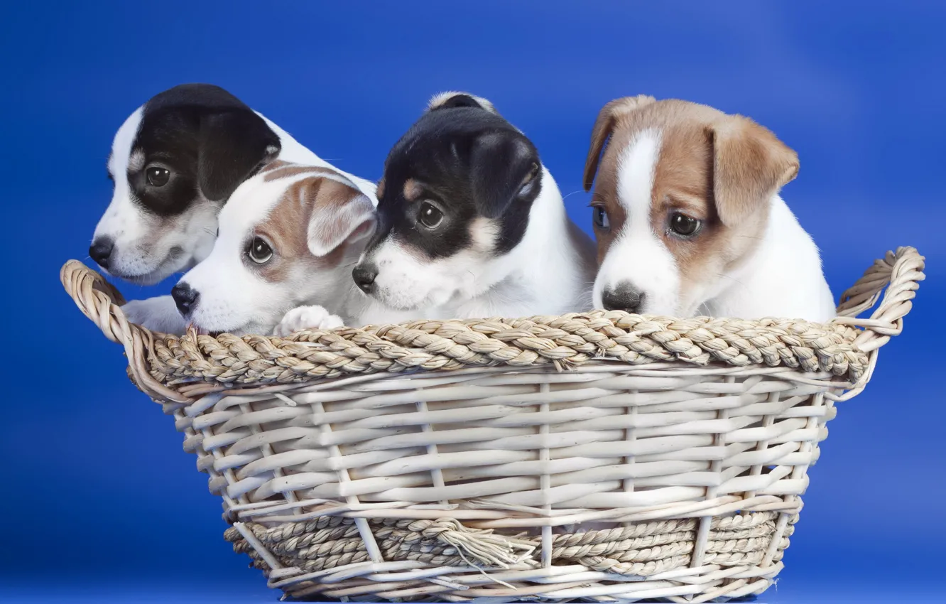 Photo wallpaper basket, dog, puppy