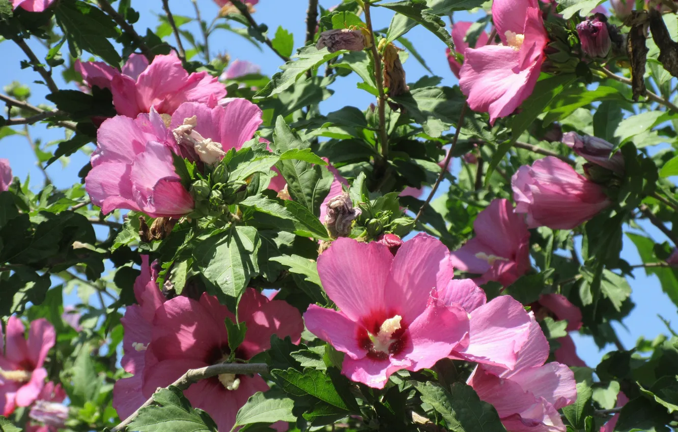 Photo wallpaper flowers, the bushes, shrub, Meduzanol ©, Summer 2018