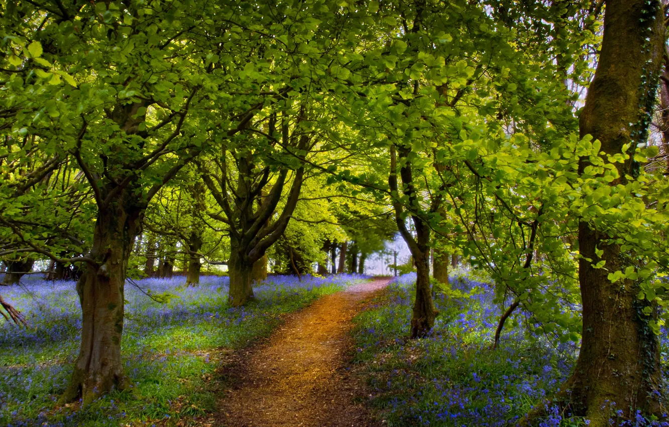 Photo wallpaper flowers, nature, spring