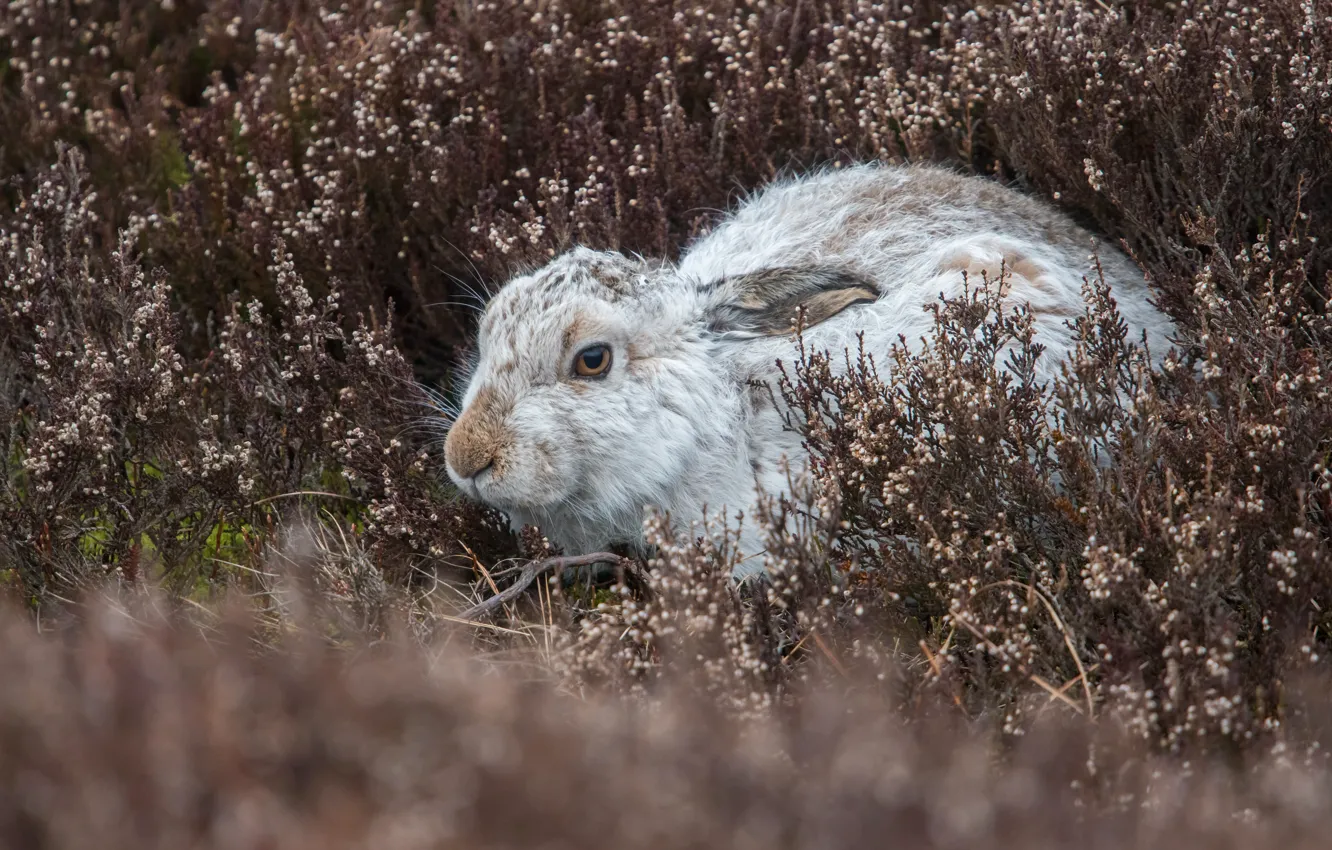 Photo wallpaper grass, look, nature, hare, lies, Bunny, Whitey, Heather