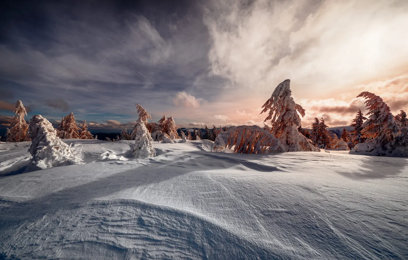 Photo wallpaper winter, forest, the sky, clouds, light, snow, sunset, nature