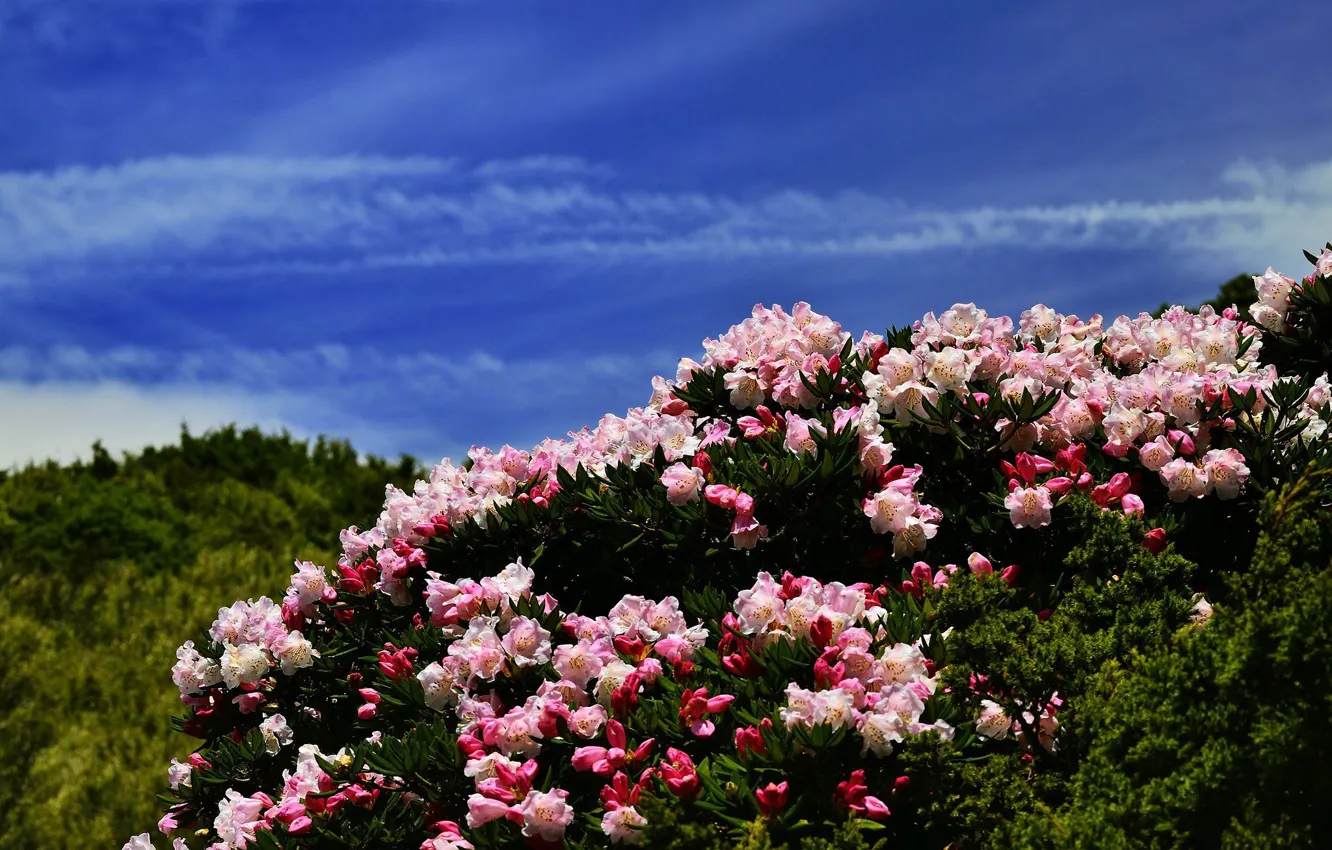 Photo wallpaper flowers, blue, hills, Azalea, rhododendrons