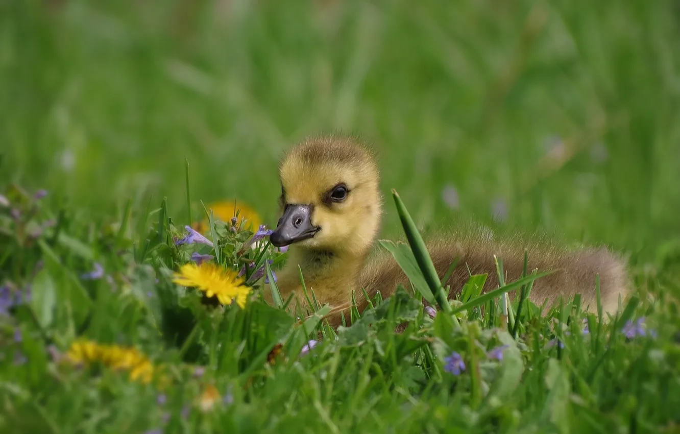 Photo wallpaper grass, dandelion, baby, lawn, Chicks, the goslings