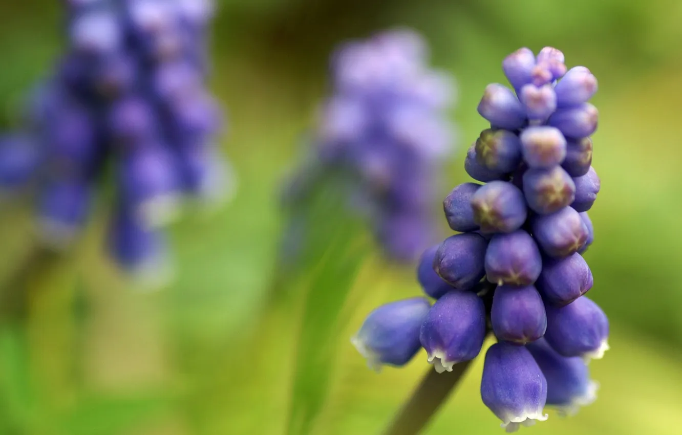 Photo wallpaper flowers, blue, spring, Muscari, Muscari