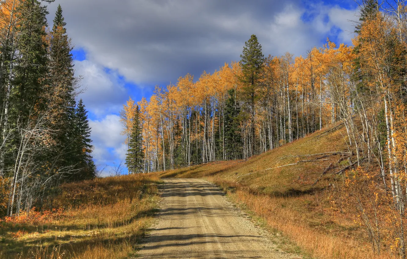 Photo wallpaper road, autumn, forest, the sky, trees