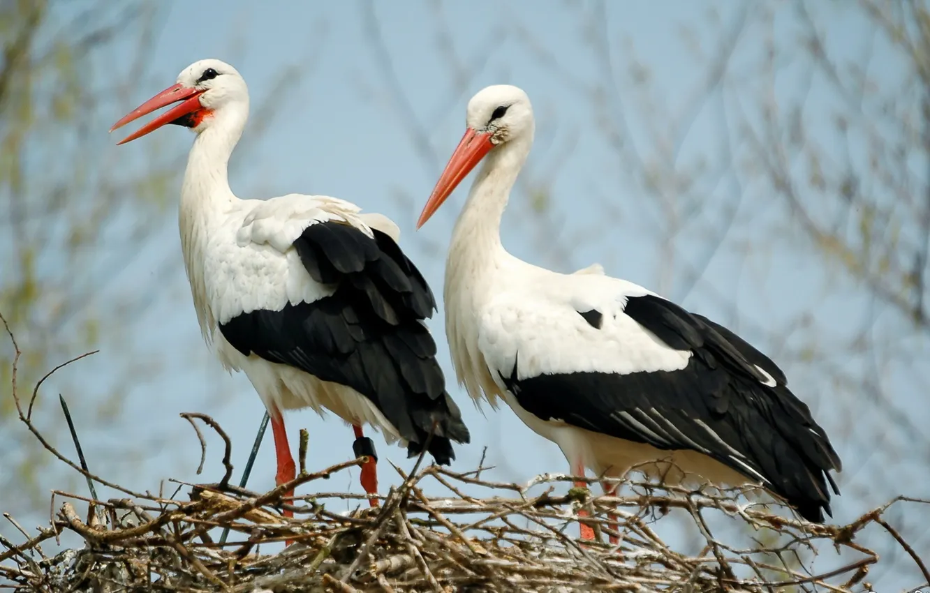 Photo wallpaper birds, nature, storks