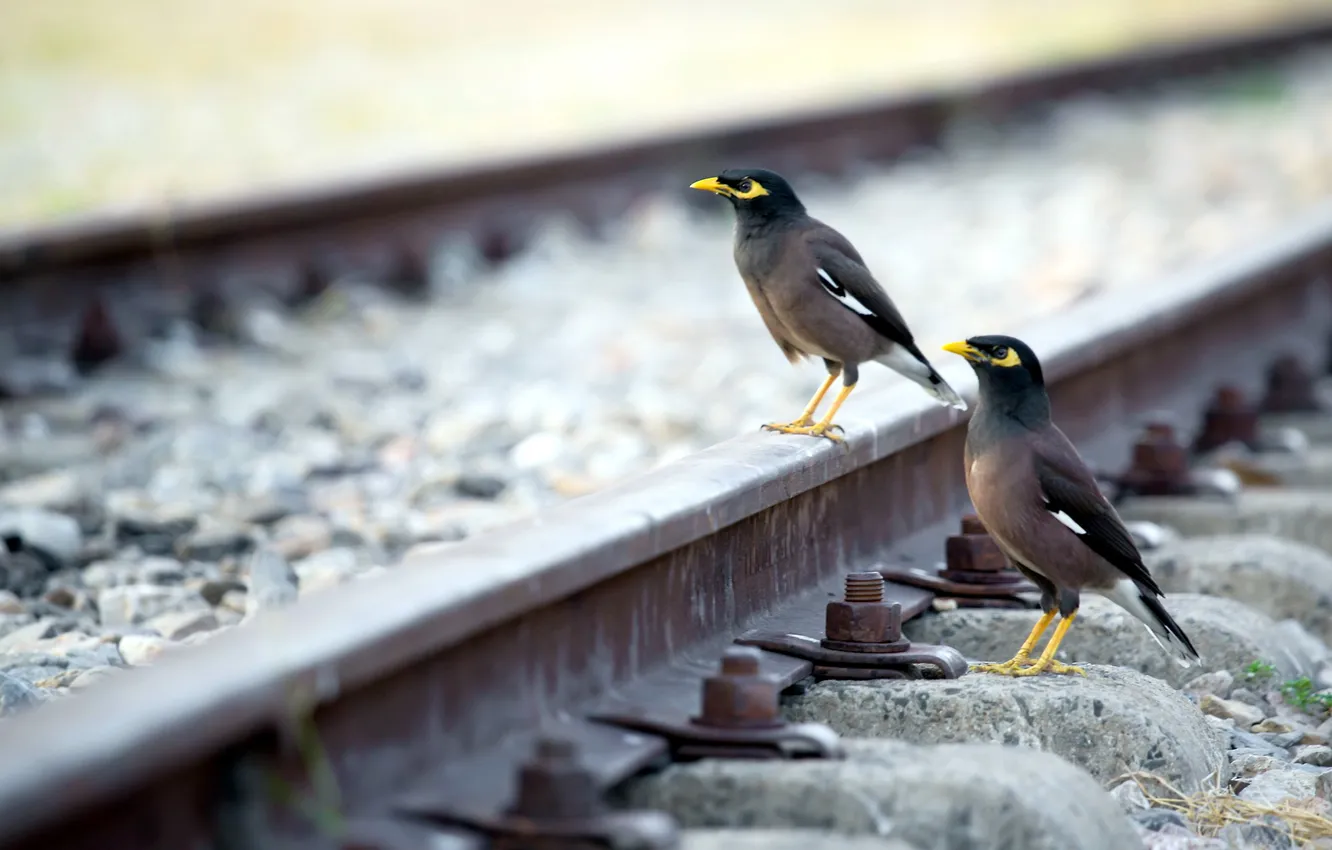 Photo wallpaper road, nature, bird