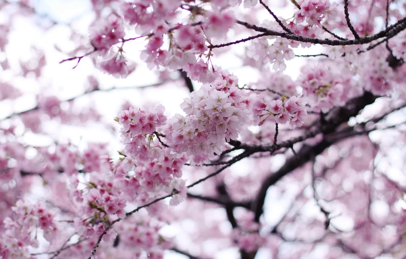 Photo wallpaper trees, cherry, spring, Sakura
