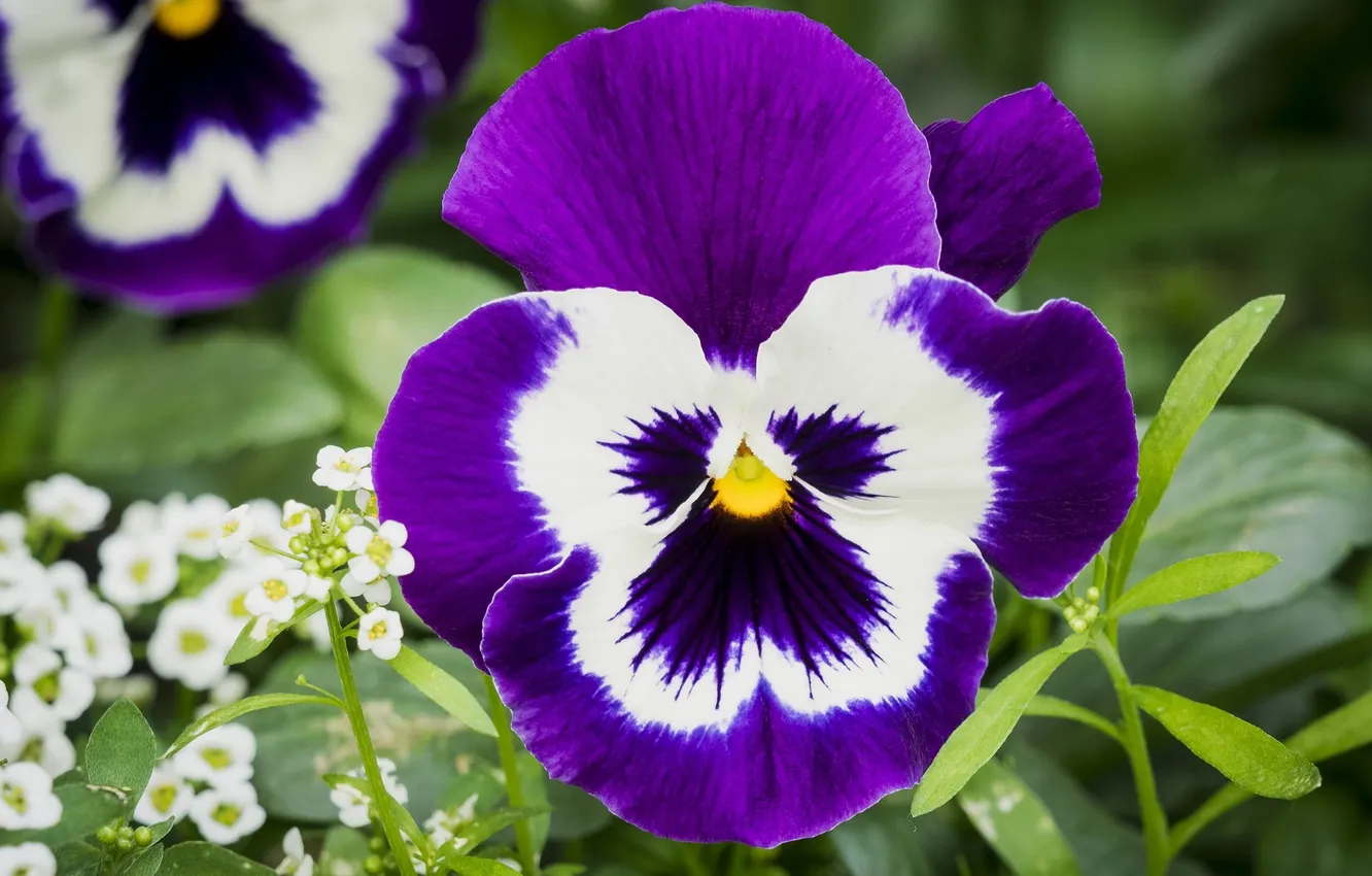 Photo wallpaper macro, petals, Pansy, viola