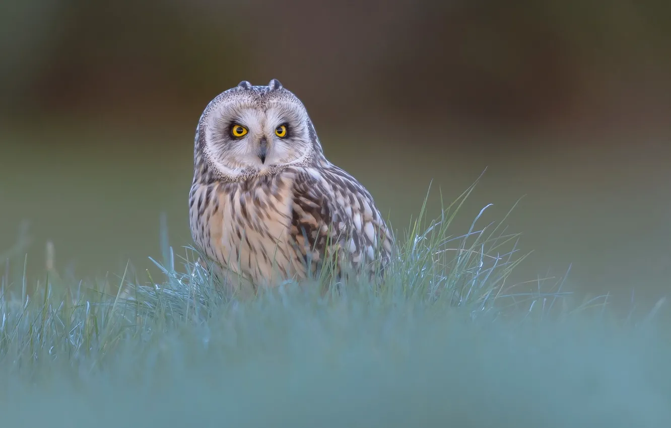 Photo wallpaper grass, background, owl, bird, Short-eared owl