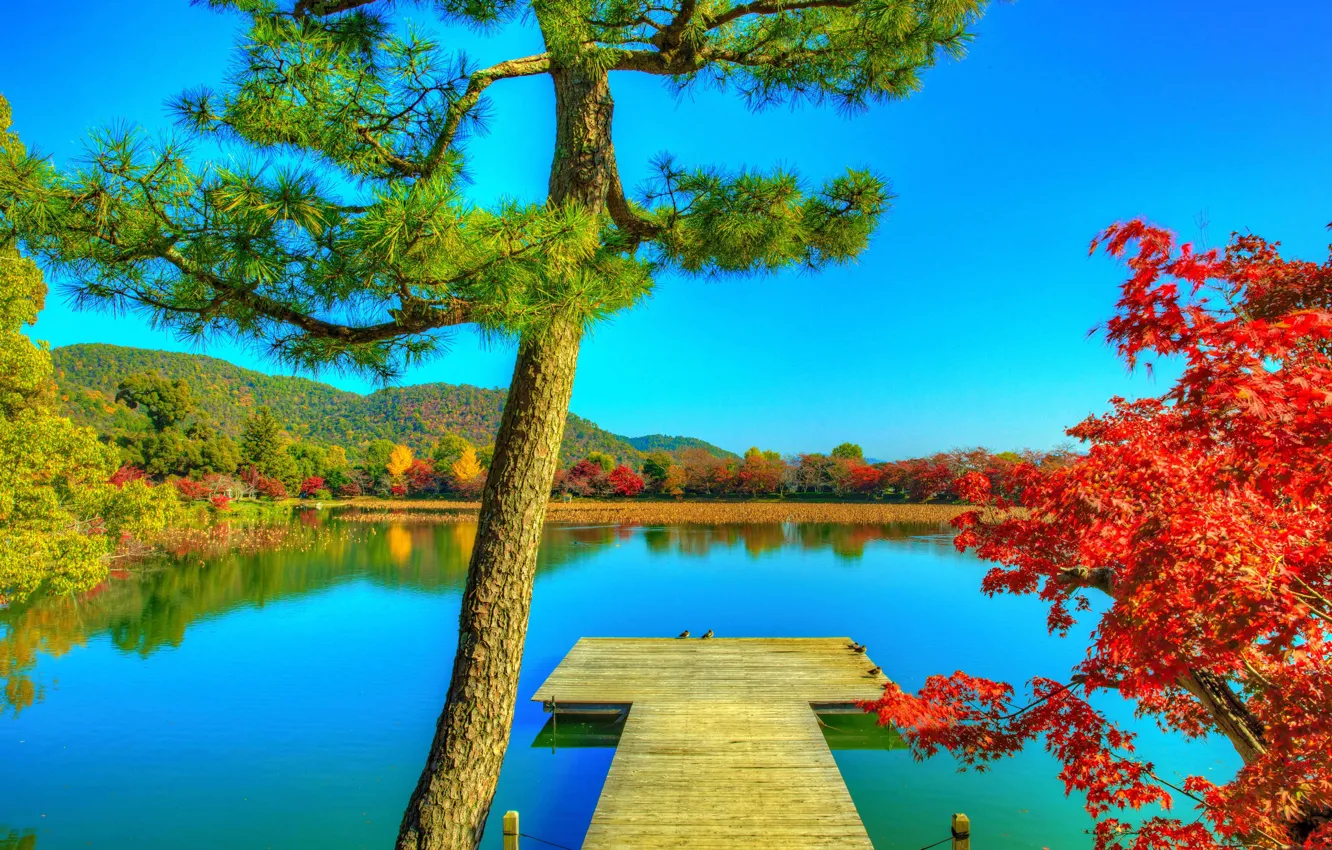 Photo wallpaper photo, HDR, Nature, Pier, Autumn, Trees, Japan, Pond