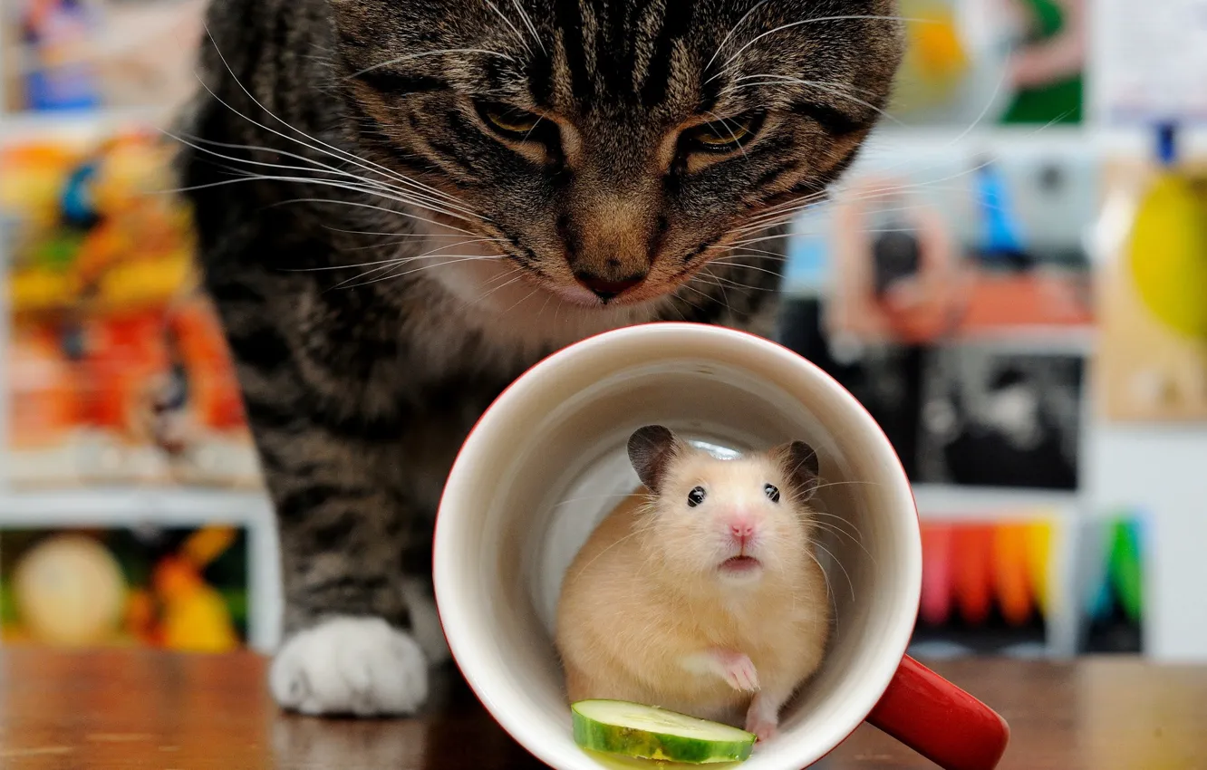 Photo wallpaper cat, cat, the situation, hamster, ambush, mug, rodent
