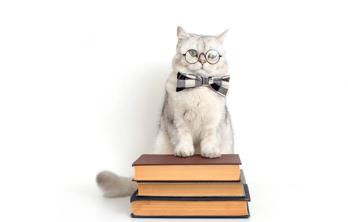 Photo wallpaper pose, look, cat, face, cat
