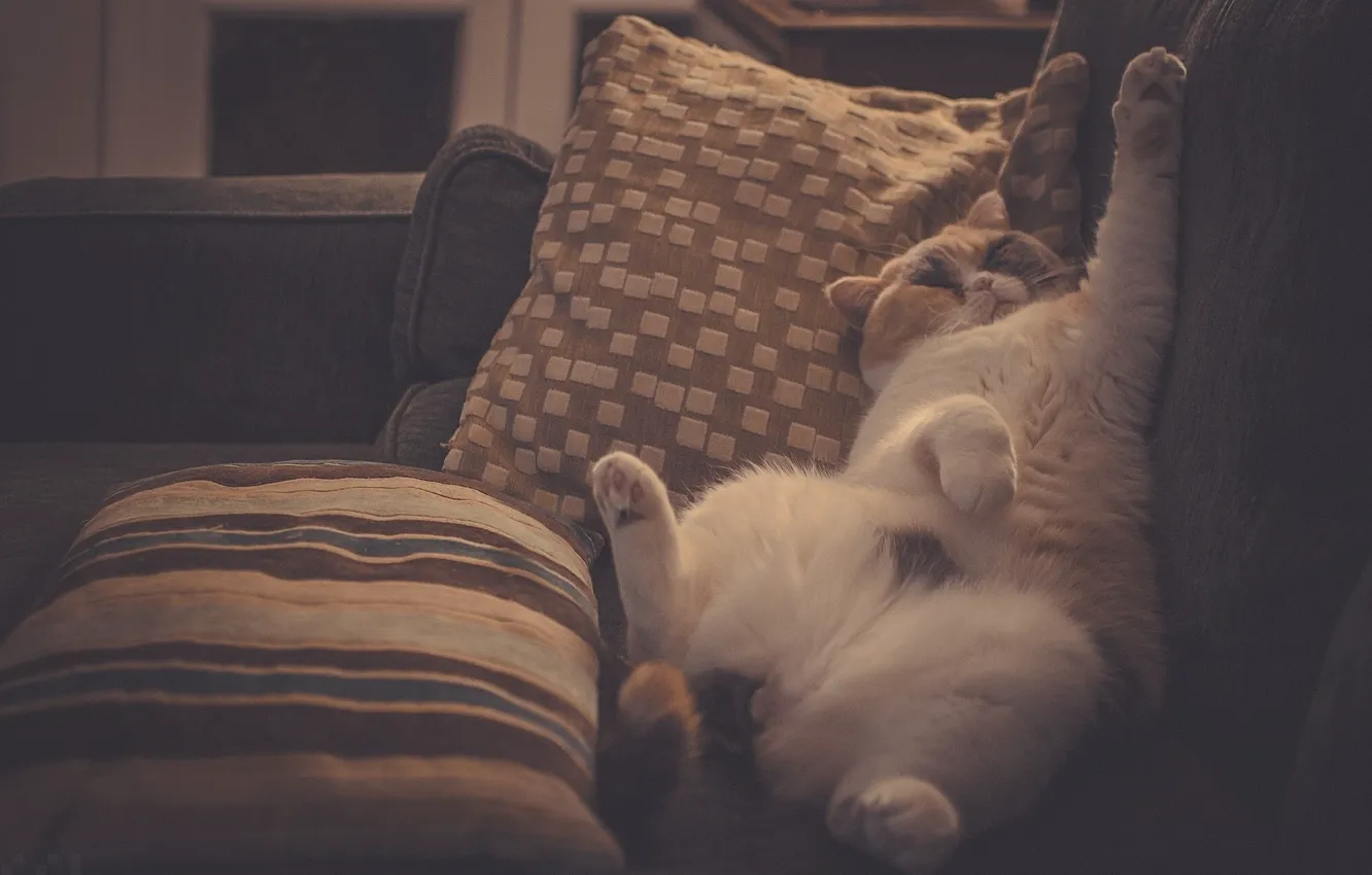 Photo wallpaper cat, sleep, pillow, lie