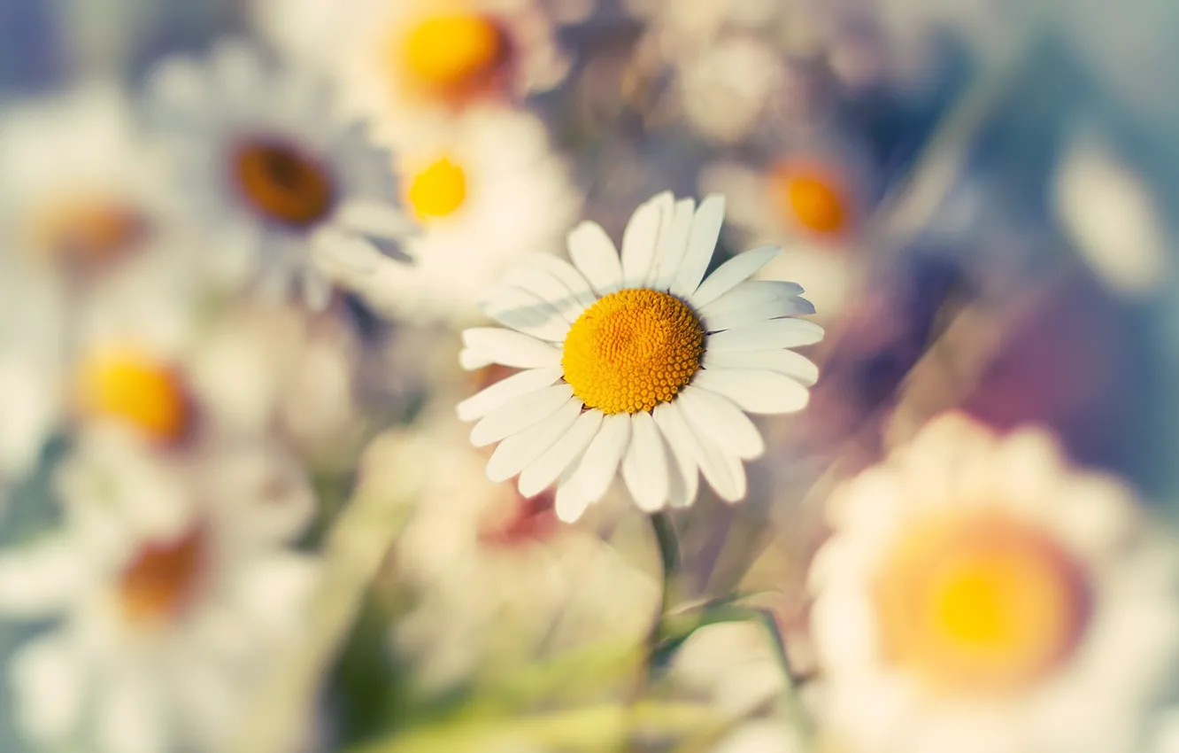 Photo wallpaper macro, flowers, chamomile, macro