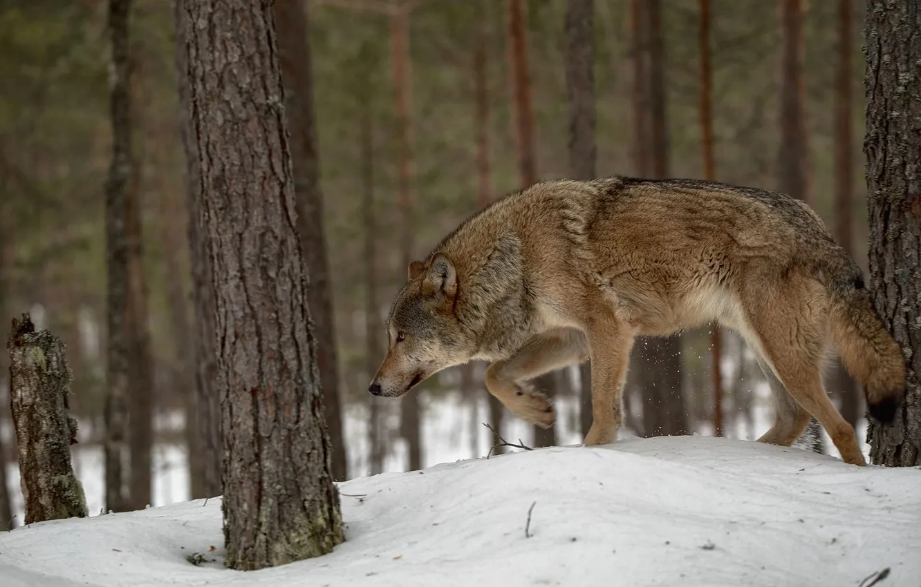 Photo wallpaper forest, snow, trees, nature, lone wolf, Rashid Usmanov, forest orderly