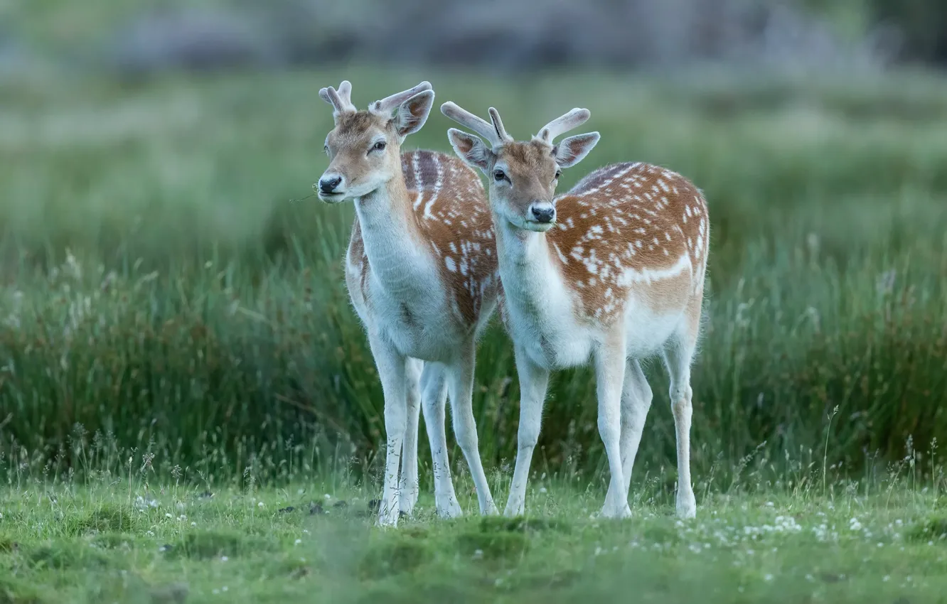Photo wallpaper grass, glade, two, deer, baby, pair, fawn