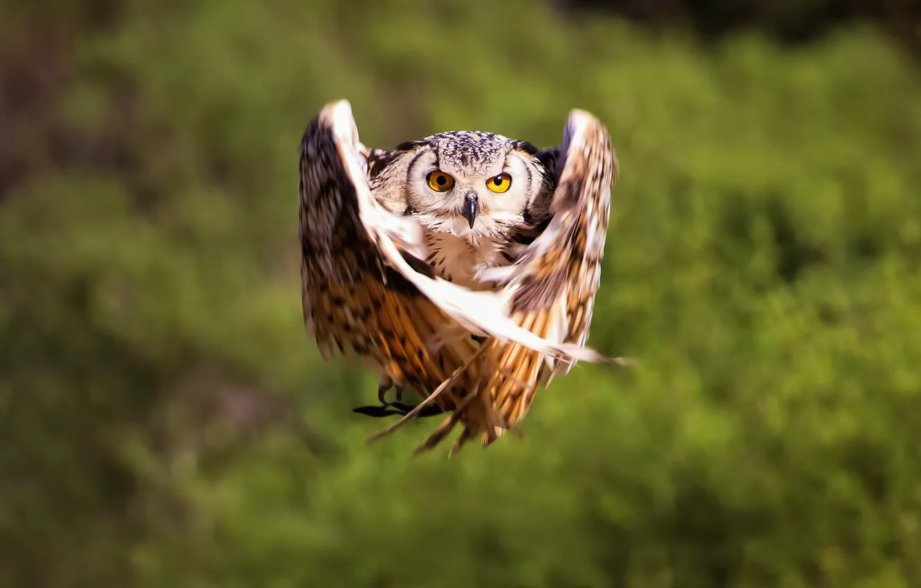 Photo wallpaper background, owl, flight