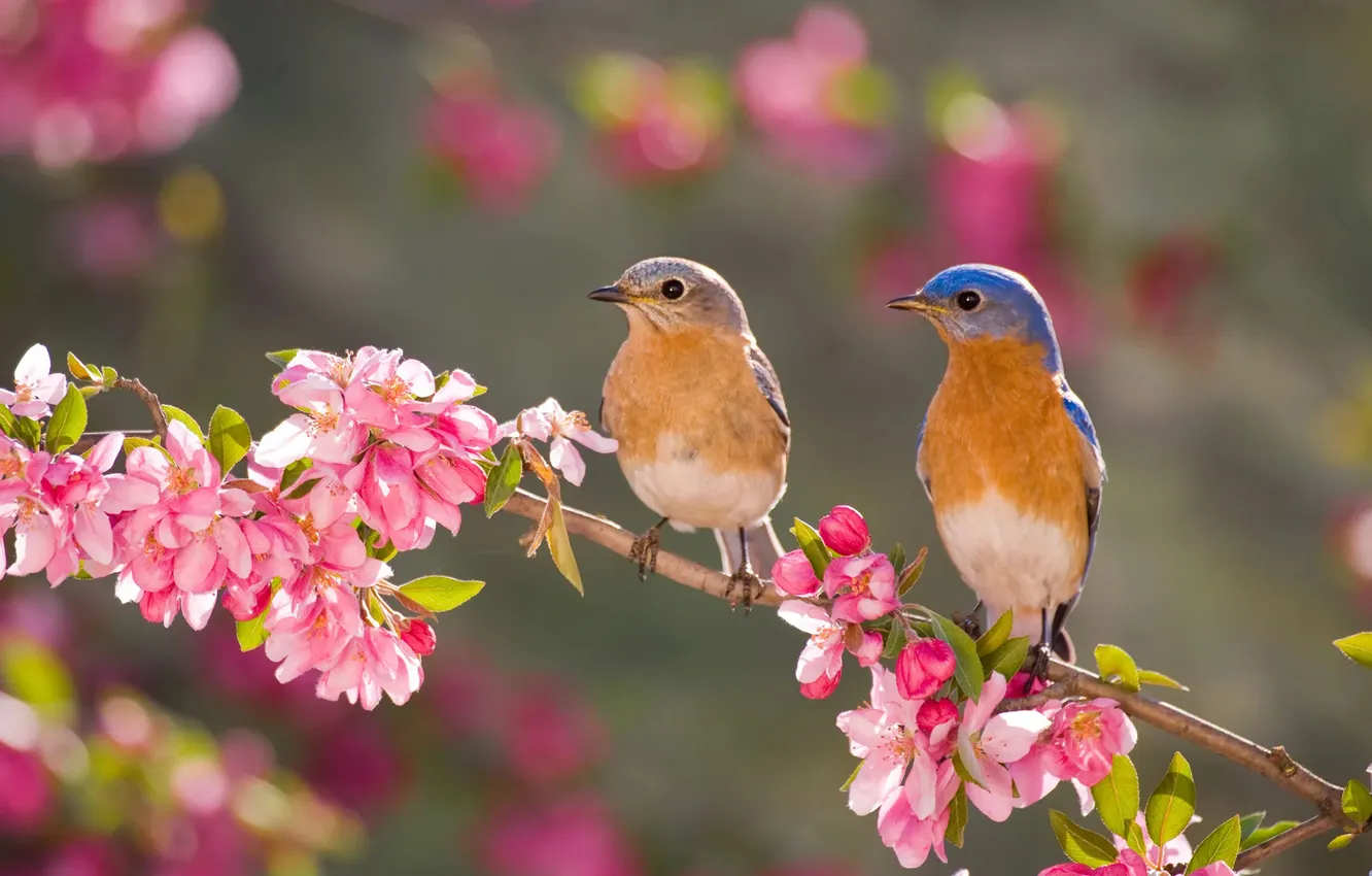 Photo wallpaper flowers, branches, bird, spring, flowering, sialia, East sialia