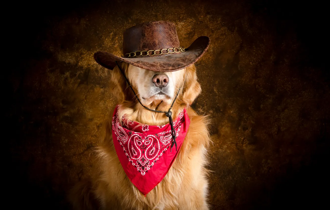 Photo wallpaper background, each, dog, hat, shawl, cowboys