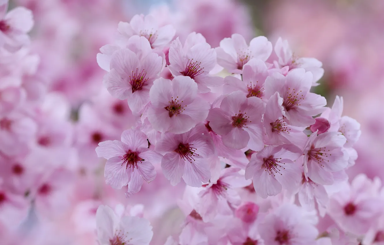 Photo wallpaper macro, flowers, cherry, spring, Sakura, pink, flowering, bokeh