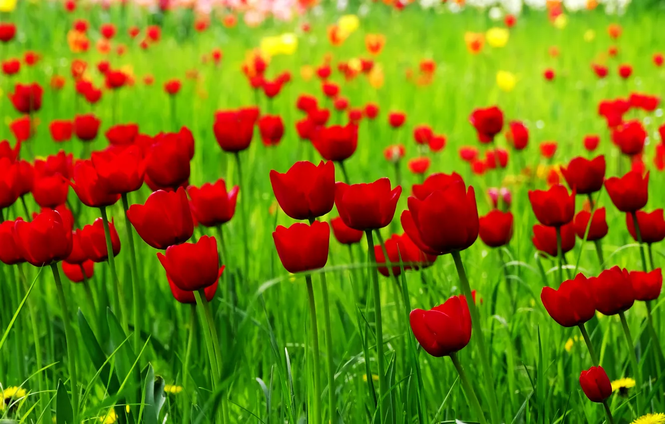 Photo wallpaper field, spring, tulips, red, red, field, spring, Tulips