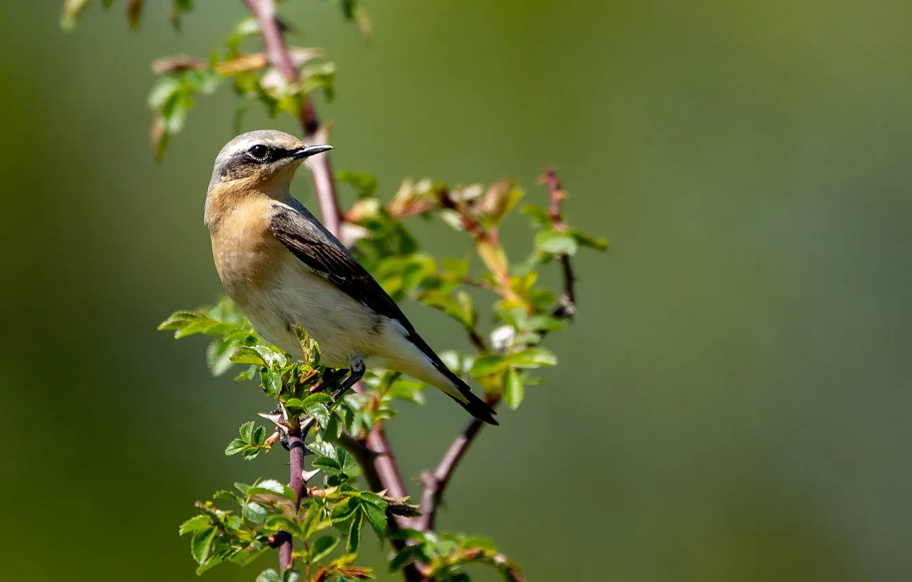 Photo wallpaper leaves, branches, bird, bokeh