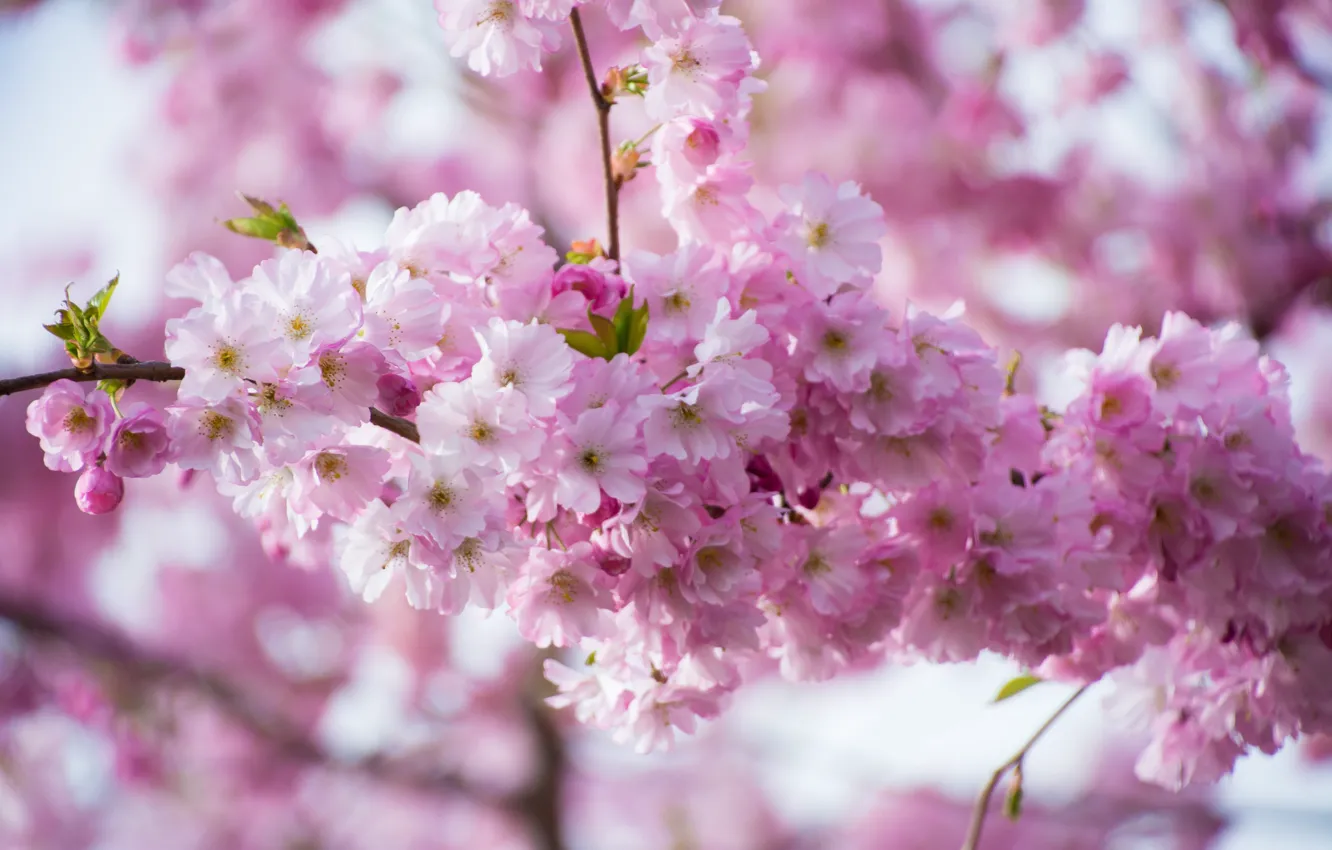 Wallpaper pink, branch, Sakura images for desktop, section цветы - download