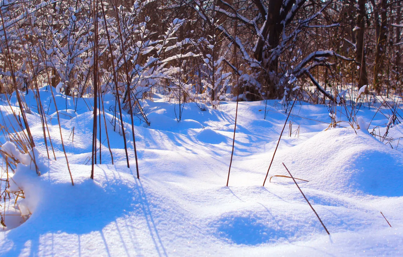 Photo wallpaper white, winter, snow, cold, meadow