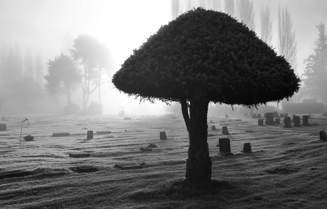 Photo wallpaper light, trees, cemetery, 155, black and white