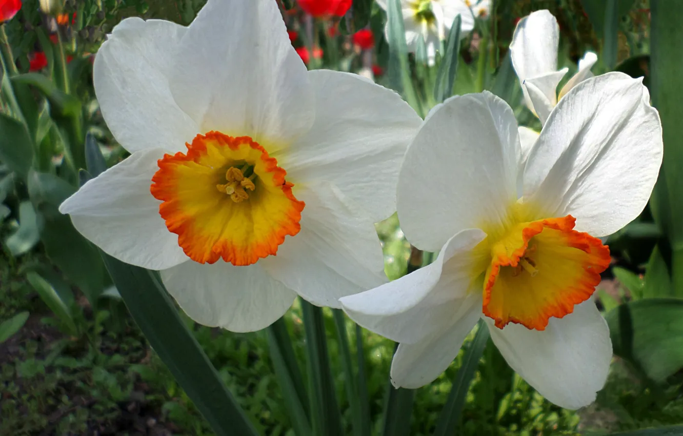Photo wallpaper spring, daffodils, April
