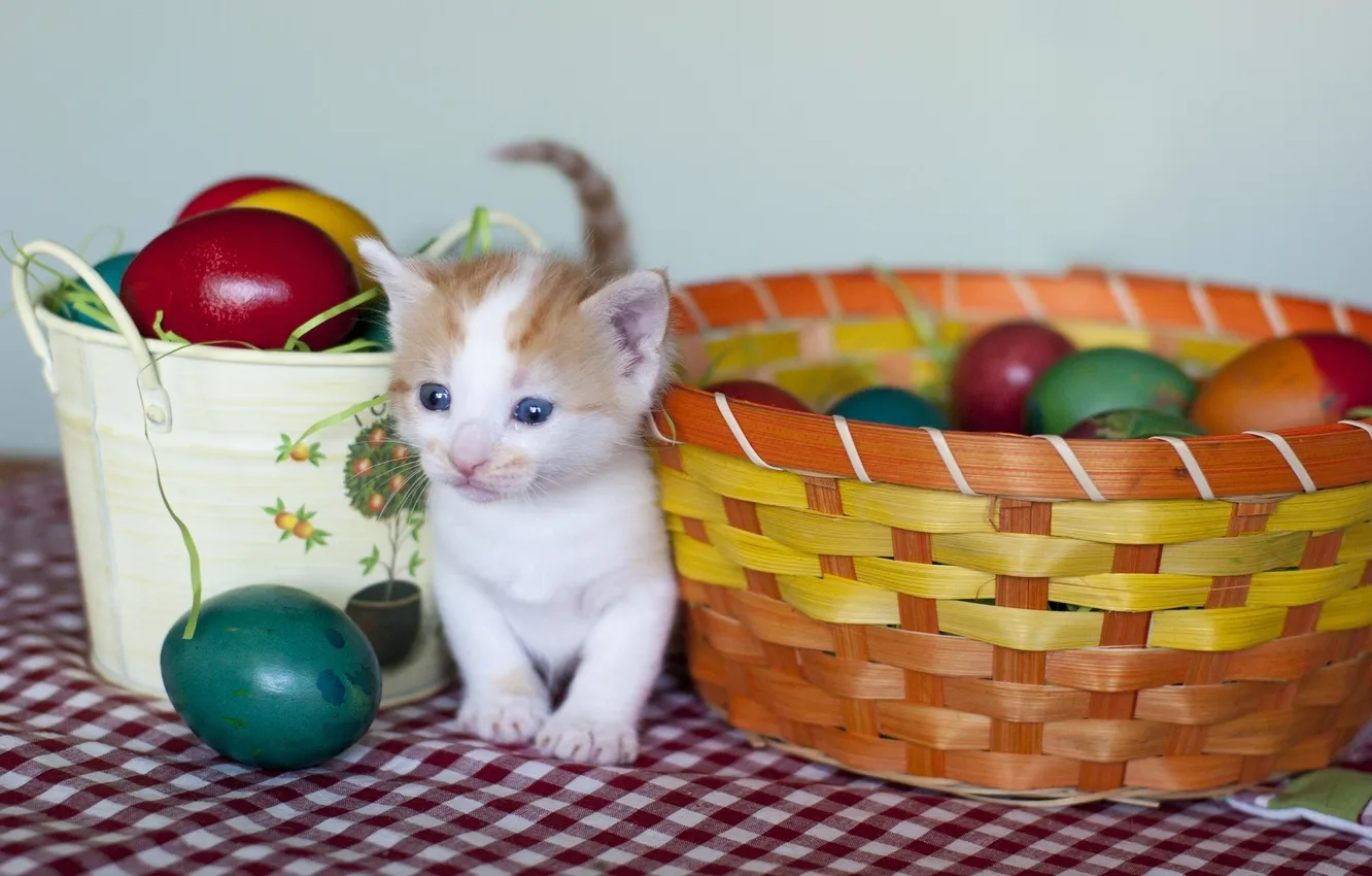 Photo wallpaper eggs, Easter, kitty, eggs