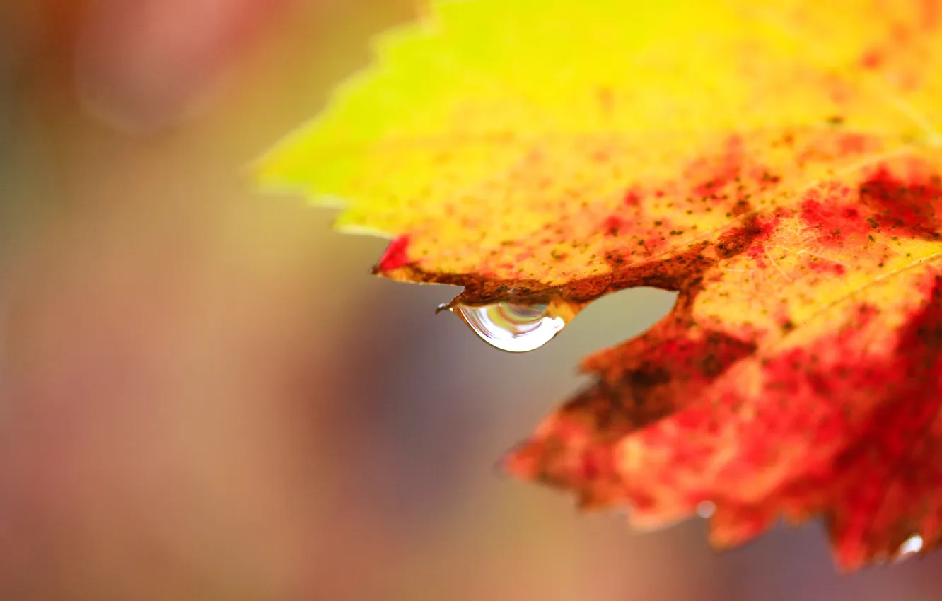 Photo wallpaper drops, yellow, leaf