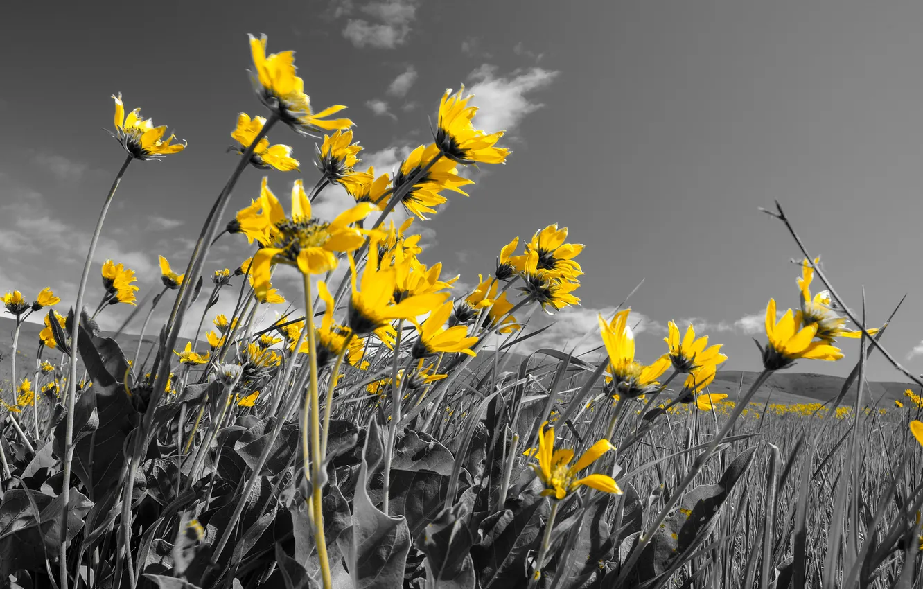 Photo wallpaper field, the sky, flowers, meadow