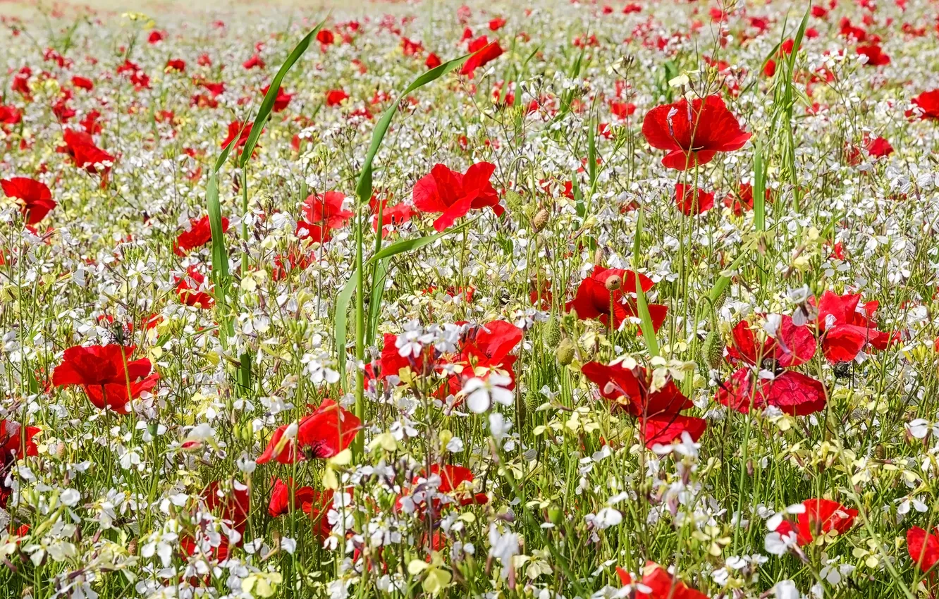 Photo wallpaper field, flowers, plant, Maki, meadow