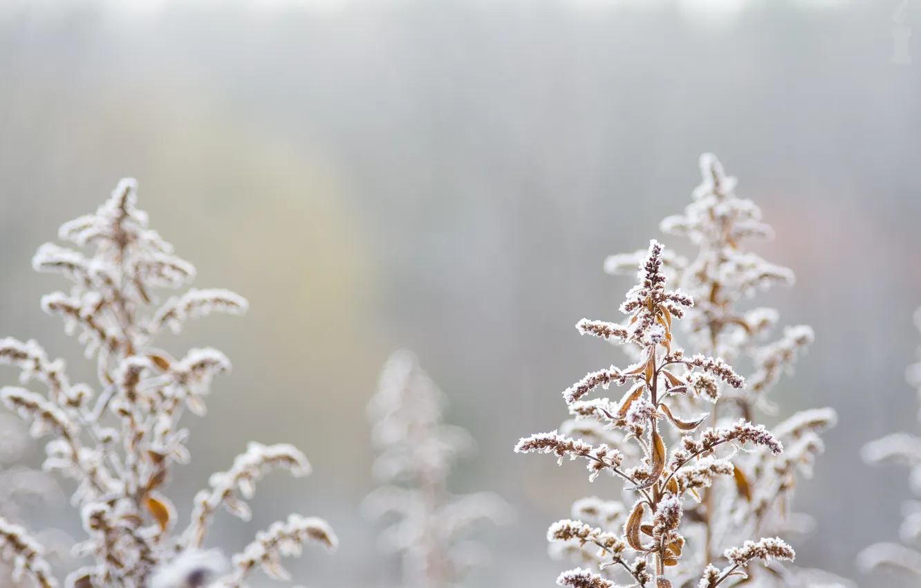 Photo wallpaper landscape, nature, background, Wallpaper, plant, brown