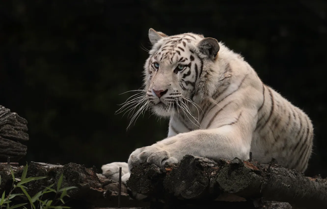 Photo wallpaper tiger, white tiger, wild cat, the dark background