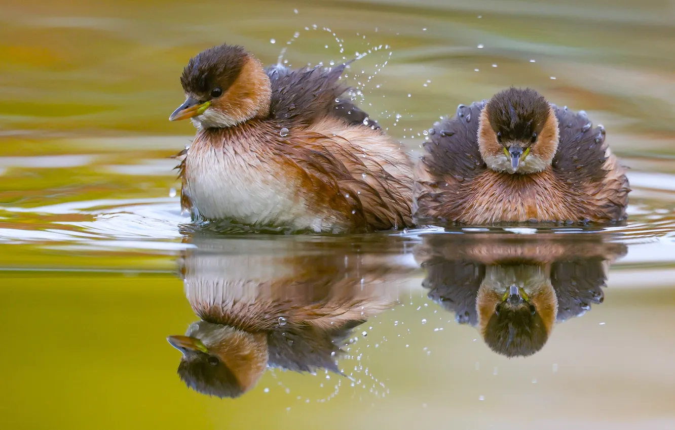 Photo wallpaper water, bird, waterfowl, David Manusevich, Little grebes, Small toadstool, Tachybaptus ruficollis